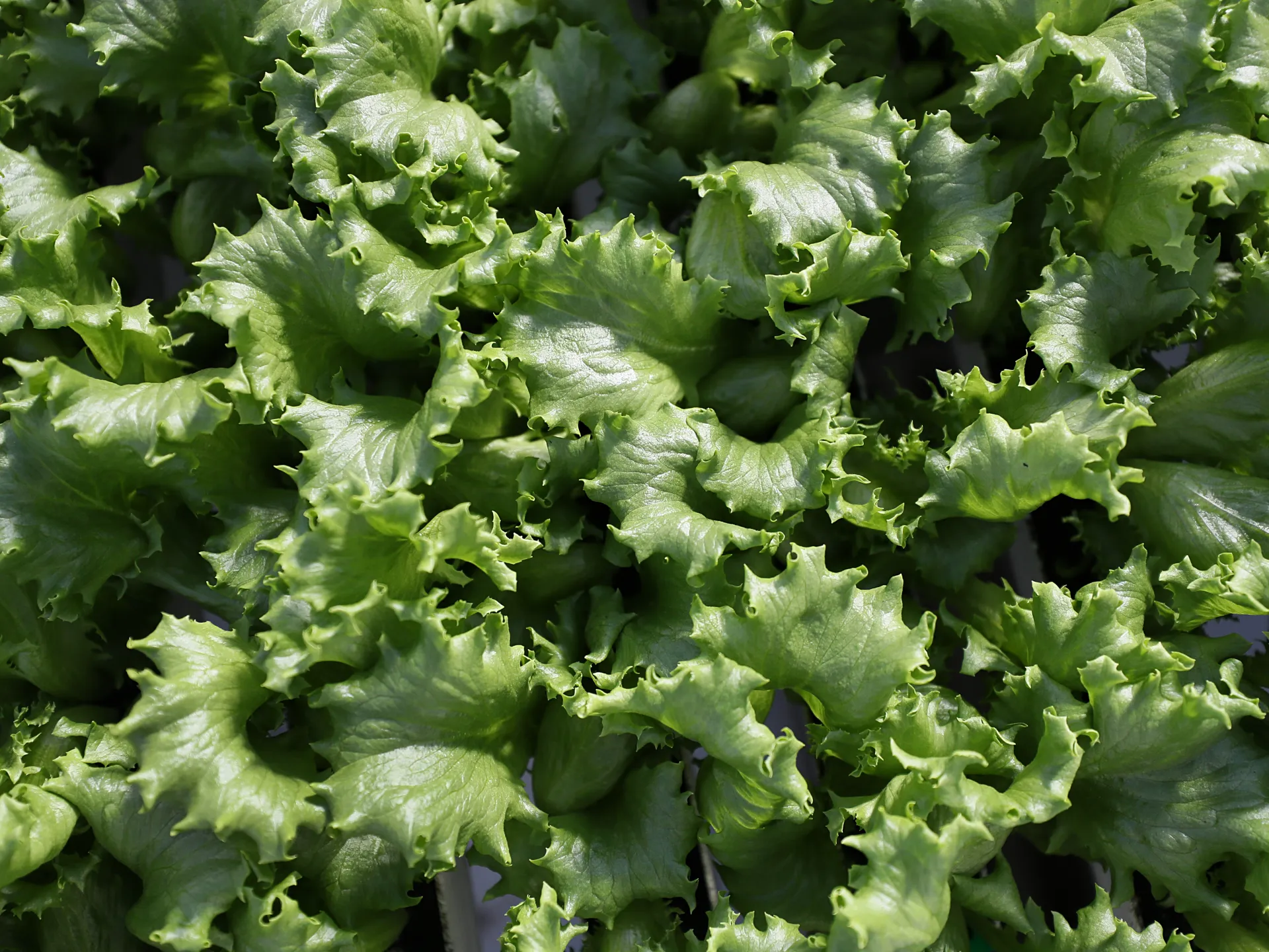 Cyclospora Outbreak: Understanding the Parasite, Symptoms, and Prevention in the US