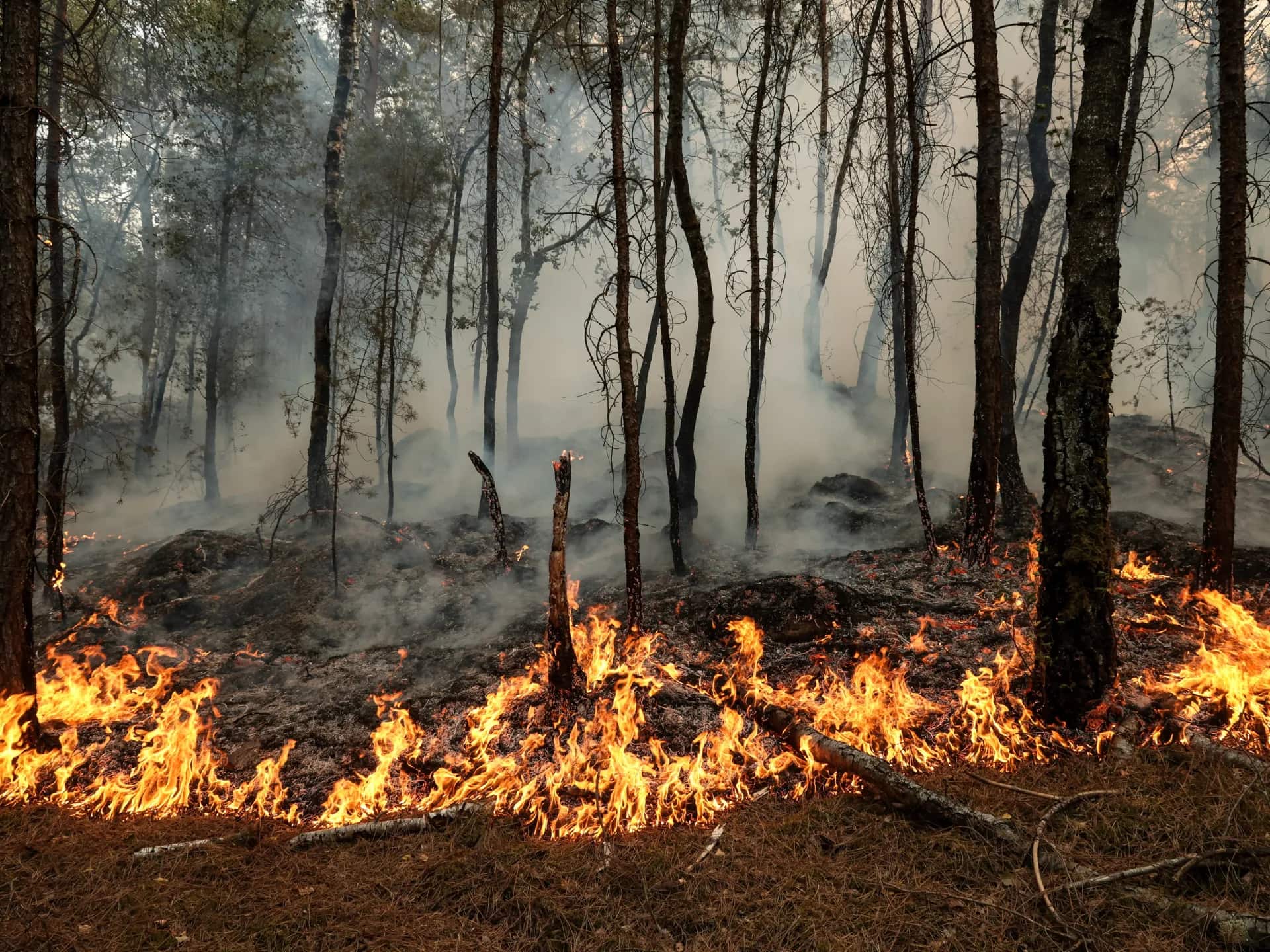 Extensive Wildfires Impact Historic Fontainebleau Forest Amidst French Heatwave