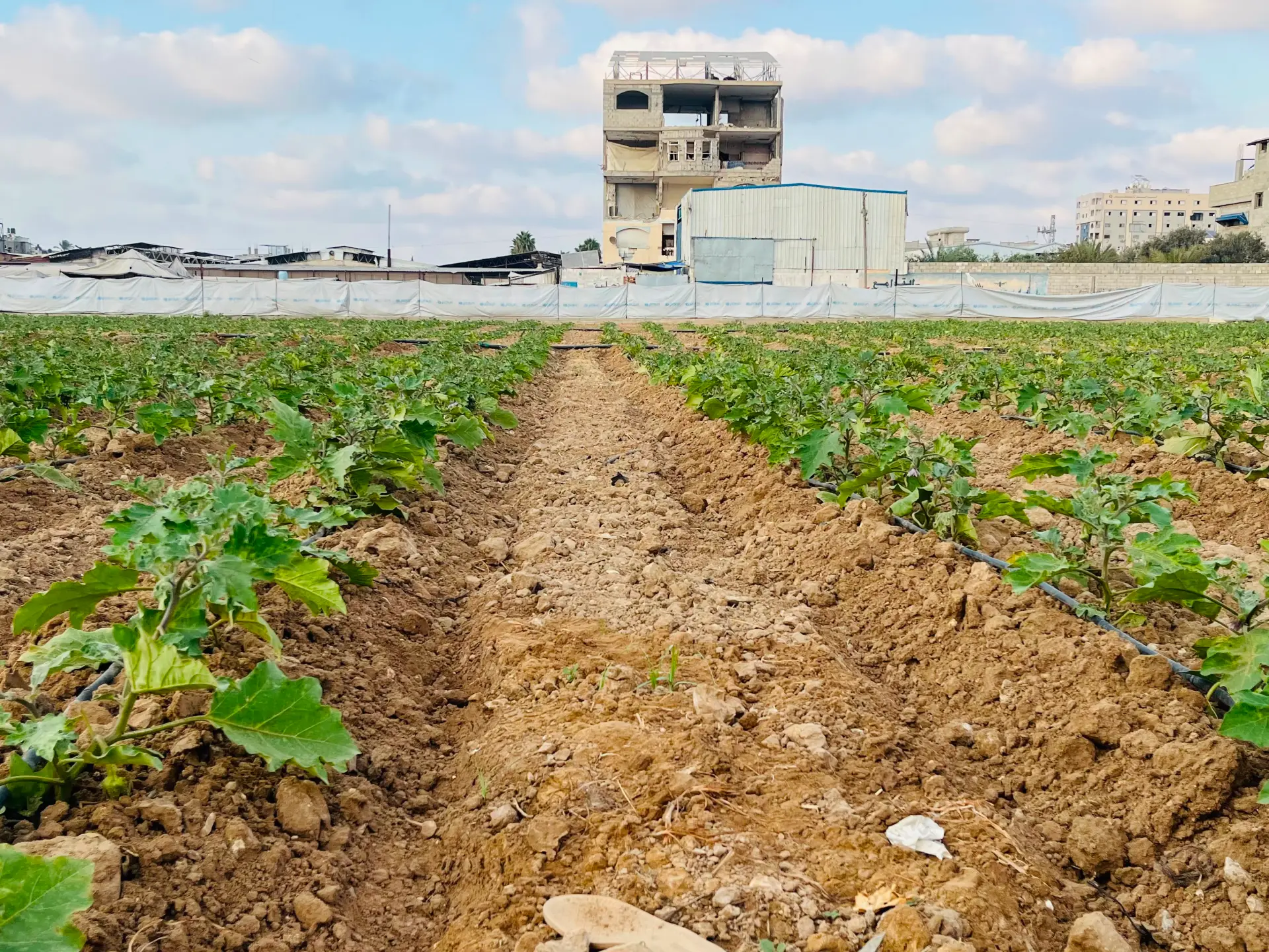 Gaza Farmers Cultivate Hope Amidst Widespread Agricultural Devastation