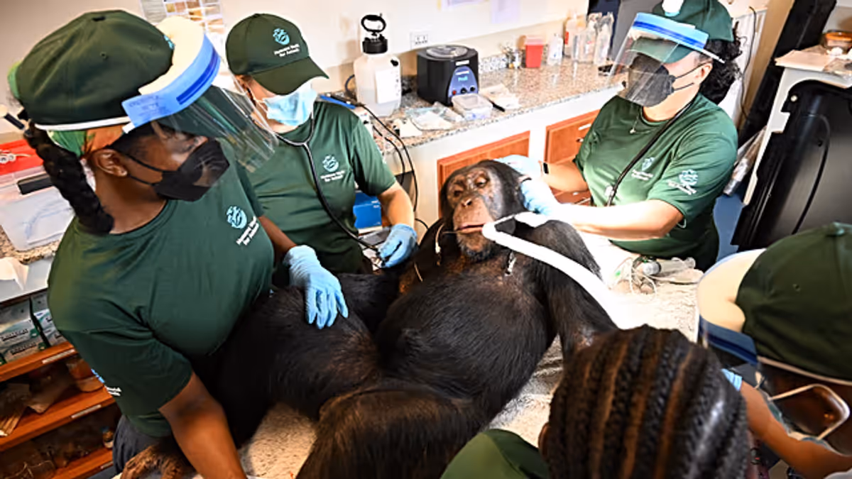 Liberia rescued chimpanzees receive health checks at sanctuary
