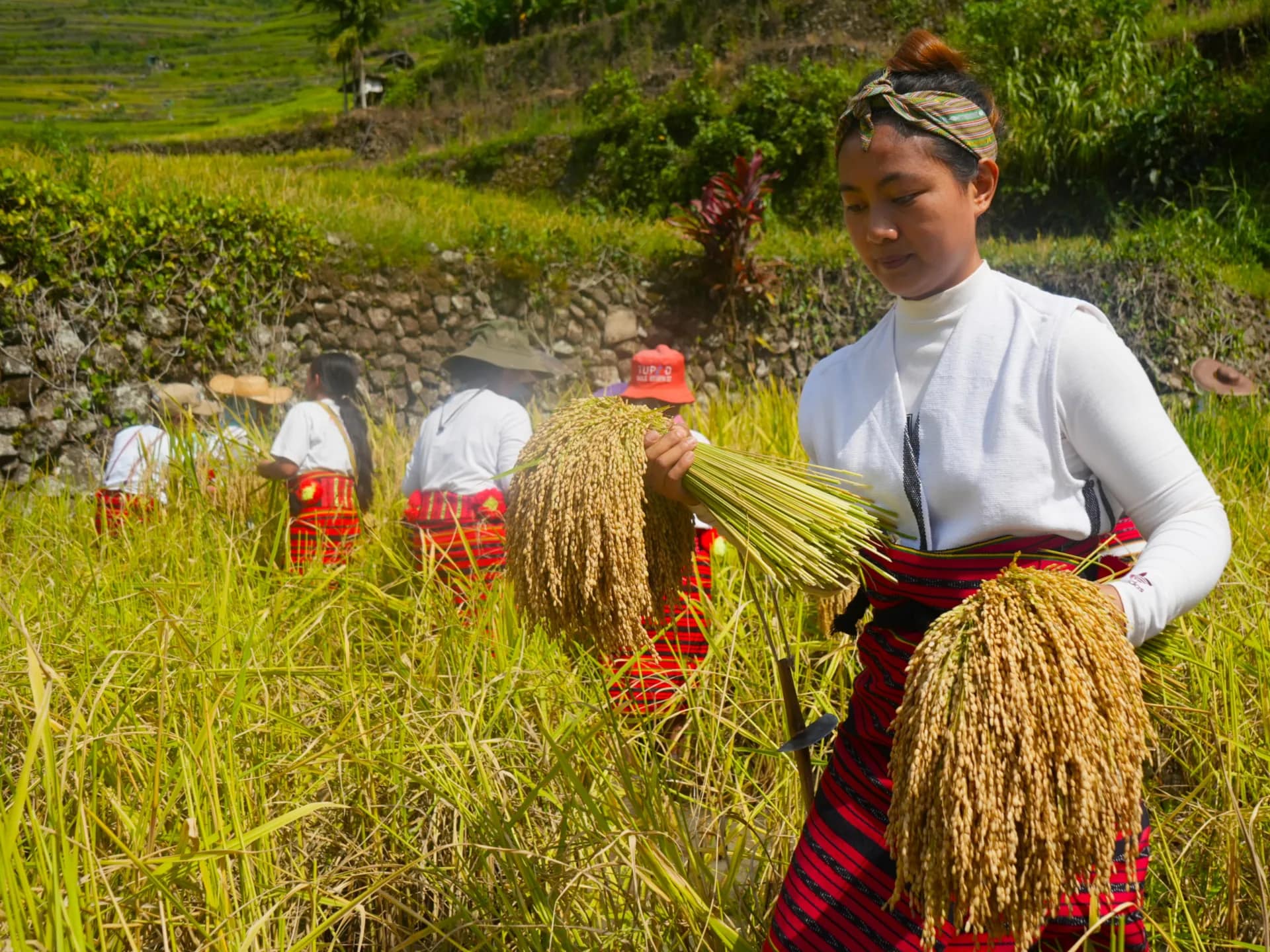 Philippines' UNESCO Rice Terraces Face Escalating Climate Threat