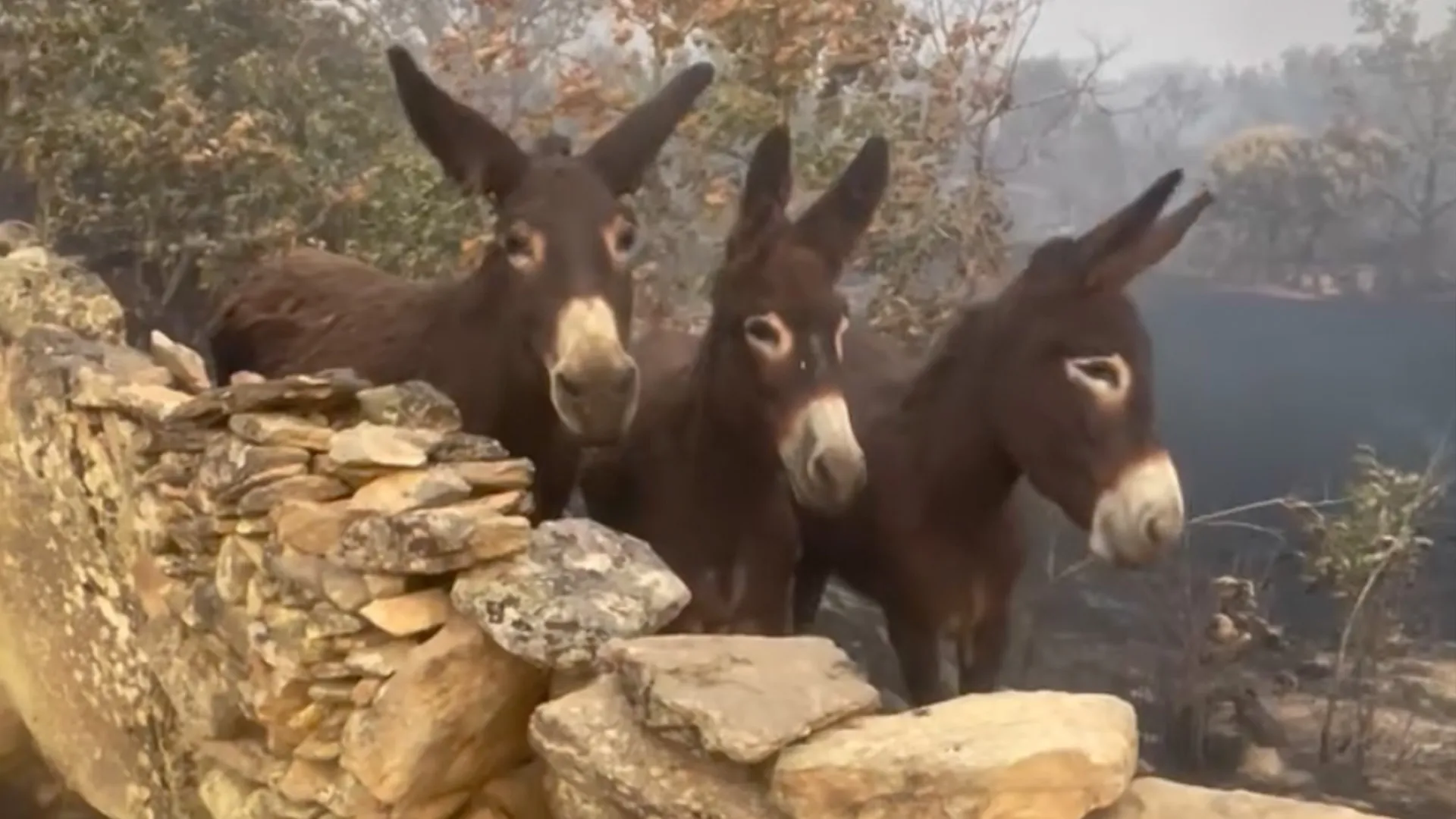 Survival of Donkeys Amid Wildfires in Northwestern Spain